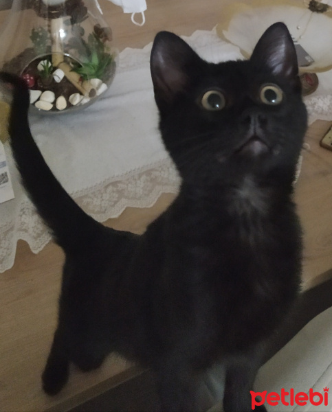 Bombay, Kedi  Zeytin fotoğrafı