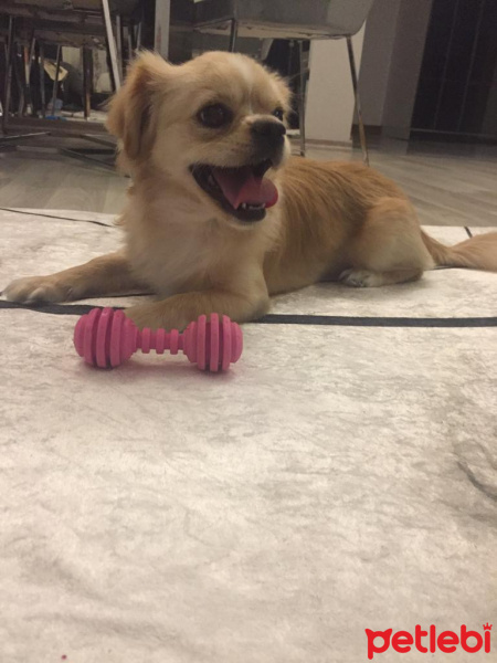 Tibetli Spaniel, Köpek  Betty fotoğrafı
