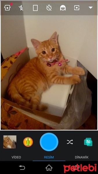 Tekir Kedi, Kedi  Bıdık  fotoğrafı
