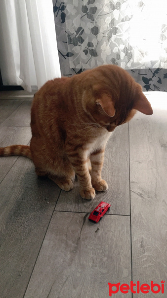 Sarman, Kedi  Kimyon fotoğrafı