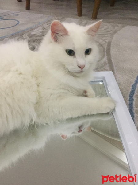 Ankara Kedisi, Kedi  Pamuk fotoğrafı