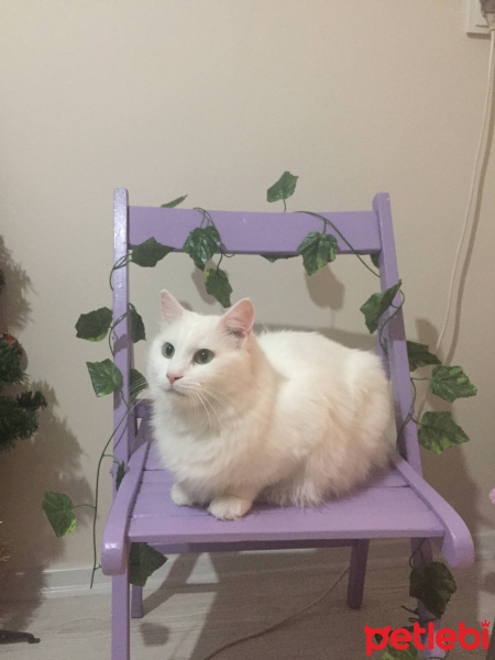 Ankara Kedisi, Kedi  Pamuk fotoğrafı
