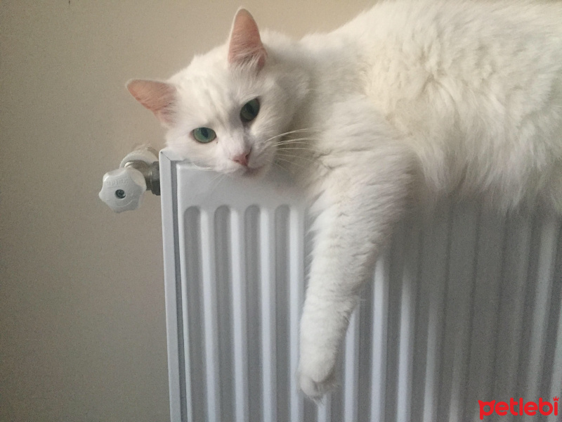 Ankara Kedisi, Kedi  Pamuk fotoğrafı