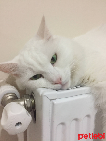 Ankara Kedisi, Kedi  Pamuk fotoğrafı