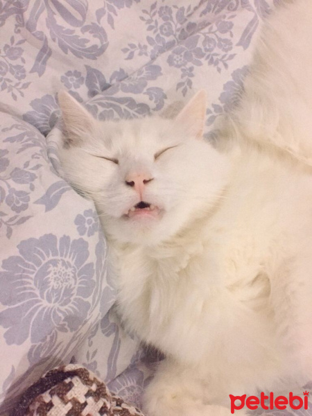 Ankara Kedisi, Kedi  Pamuk fotoğrafı