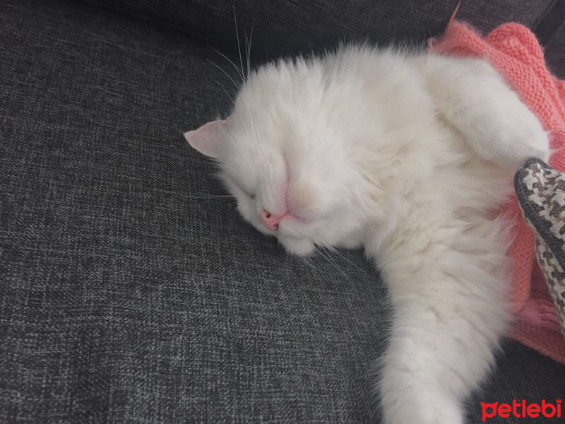 Ankara Kedisi, Kedi  Pamuk fotoğrafı