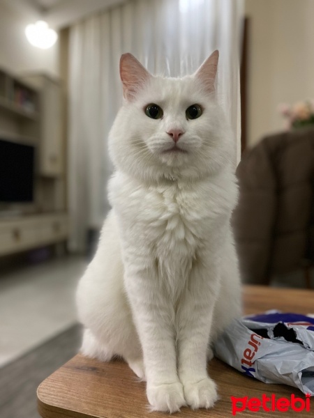 Ankara Kedisi, Kedi  Pamuk fotoğrafı