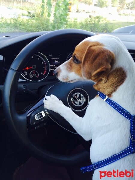 Jack Russell Terrier, Köpek  Maylo fotoğrafı