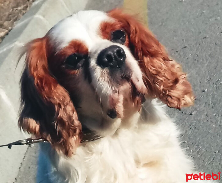 Cavalier King Charles Spanieli, Köpek  Lucky fotoğrafı