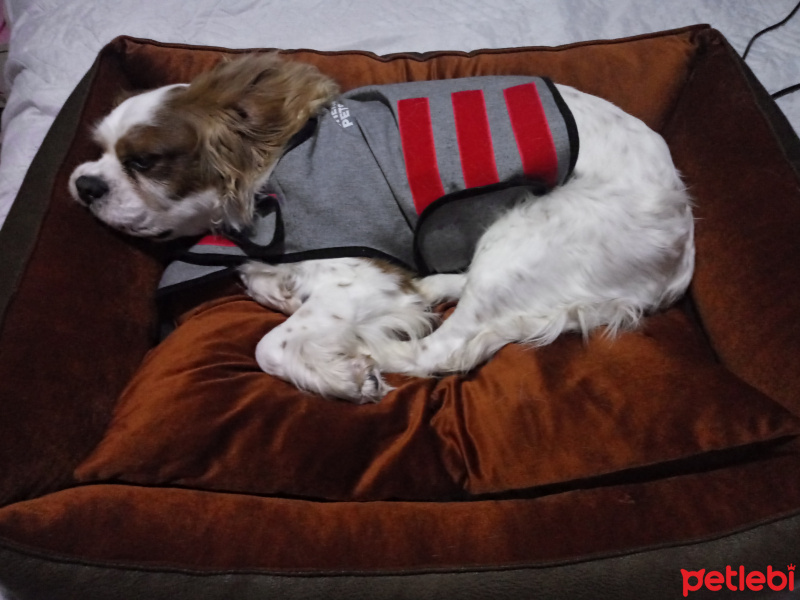 Cavalier King Charles Spanieli, Köpek  Lucky fotoğrafı