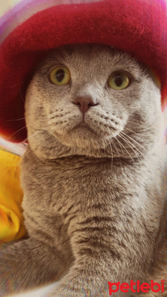 Scottish Fold, Kedi  Anakin fotoğrafı