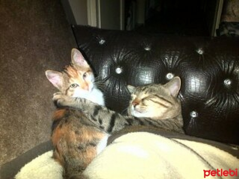 Tekir Kedi, Kedi  arslan fotoğrafı