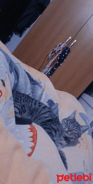 Tekir Kedi, Kedi  Mırmır fotoğrafı