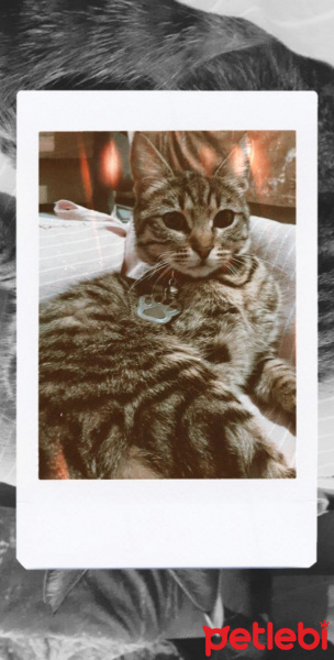 Tekir Kedi, Kedi  Mırmır fotoğrafı