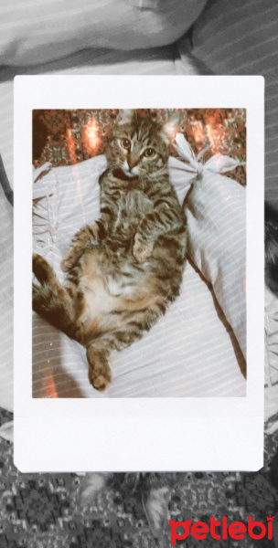 Tekir Kedi, Kedi  Mırmır fotoğrafı