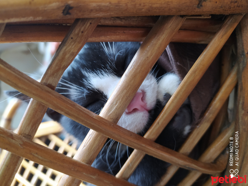 Tuxedo (Smokin) Kedi, Kedi  Felix fotoğrafı