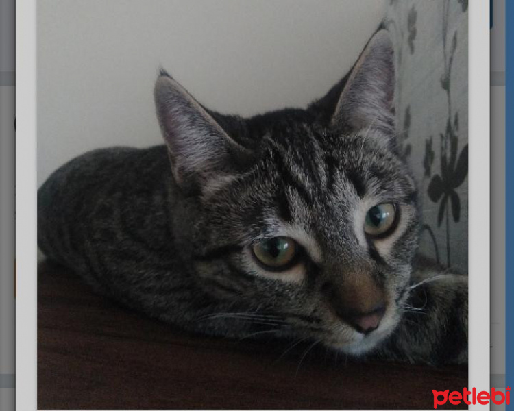 Tekir Kedi, Kedi  Simbat fotoğrafı