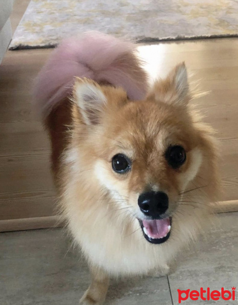 Pomeranyalı, Köpek  SUNNY fotoğrafı