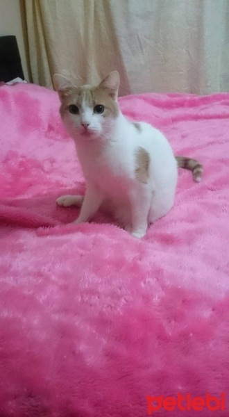 Tekir Kedi, Kedi  tarçın fotoğrafı