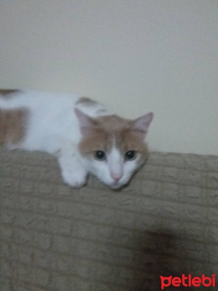 Tekir Kedi, Kedi  tarçın fotoğrafı