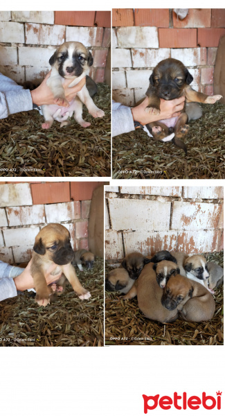 Sokö (Sokak Köpeği), Köpek  8"ler :) fotoğrafı