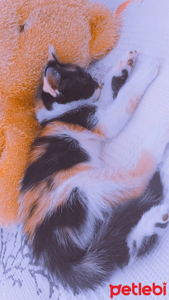 Tekir Kedi, Kedi  Maya fotoğrafı