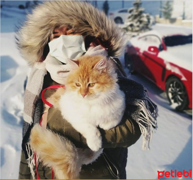 Chinchilla, Kedi  Barney fotoğrafı