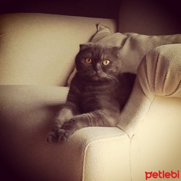 Scottish Fold, Kedi  Likör fotoğrafı