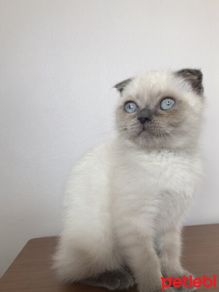 Scottish Fold, Kedi  Şila fotoğrafı