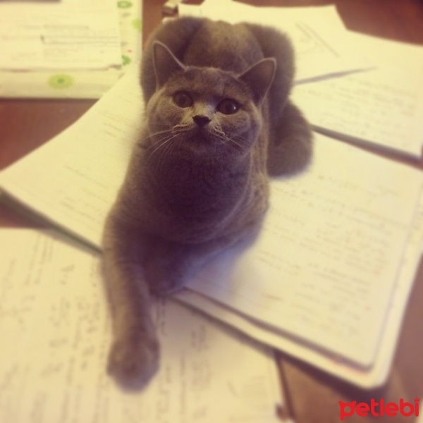 British Shorthair, Kedi  Zilli fotoğrafı