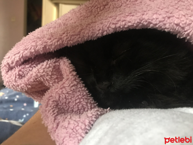 Bombay, Kedi  Gece fotoğrafı