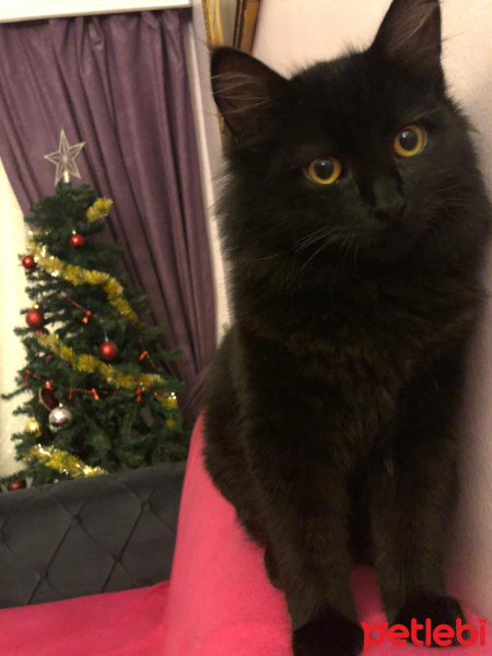 Bombay, Kedi  Gece fotoğrafı