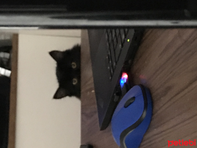 Bombay, Kedi  Gece fotoğrafı