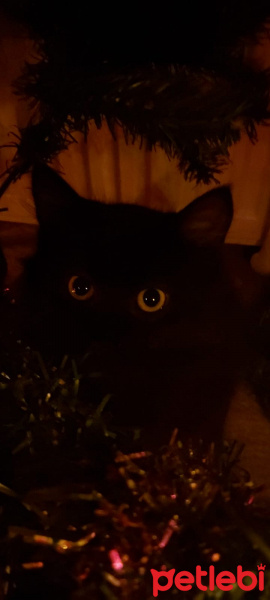 Bombay, Kedi  Gece fotoğrafı