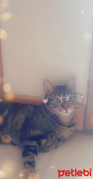 Tekir Kedi, Kedi  Omur fotoğrafı