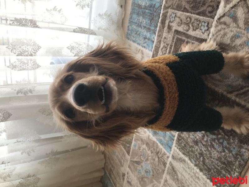 İngiliz Cocker Spaniel, Köpek  Şila fotoğrafı