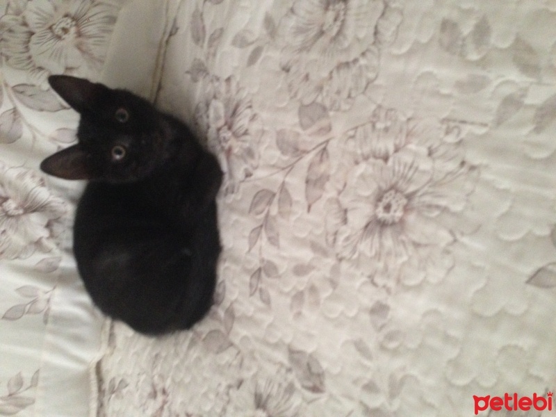 Tekir Kedi, Kedi  Zeytin fotoğrafı