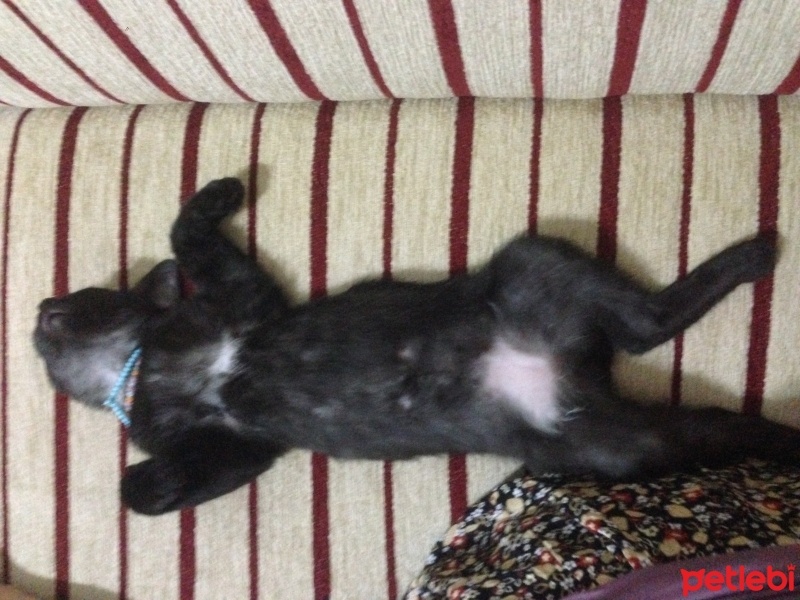 Tekir Kedi, Kedi  Zeytin fotoğrafı
