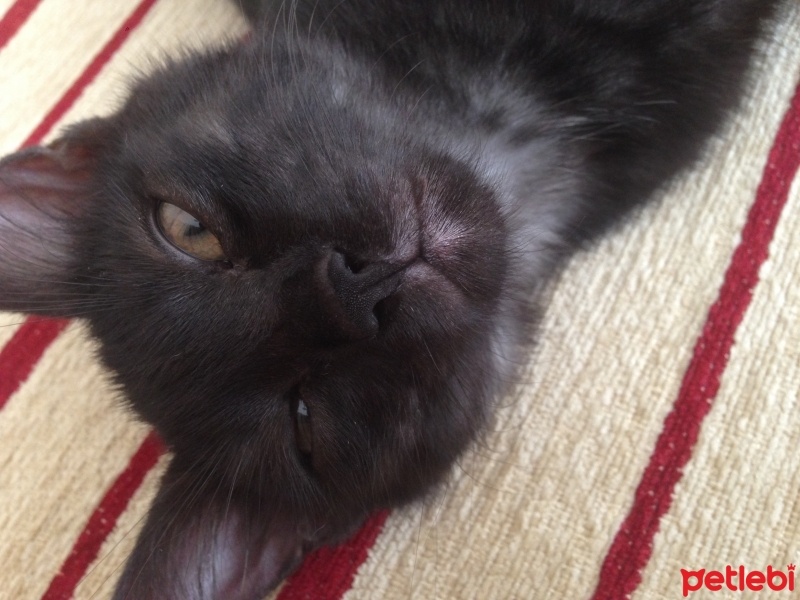 Tekir Kedi, Kedi  Zeytin fotoğrafı