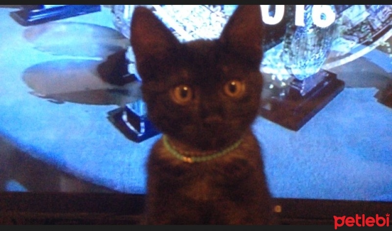 Tekir Kedi, Kedi  Zeytin fotoğrafı