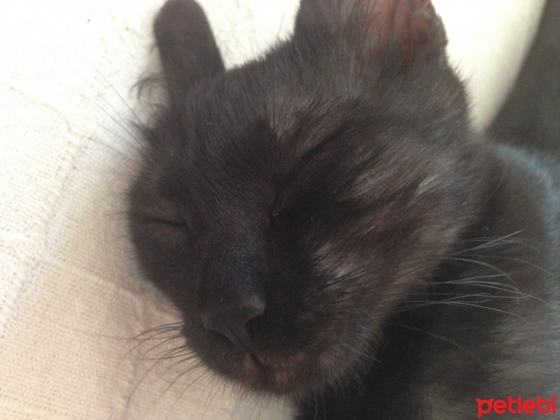 Tekir Kedi, Kedi  Zeytin fotoğrafı