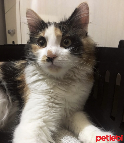 Tekir Kedi, Kedi  Limon fotoğrafı