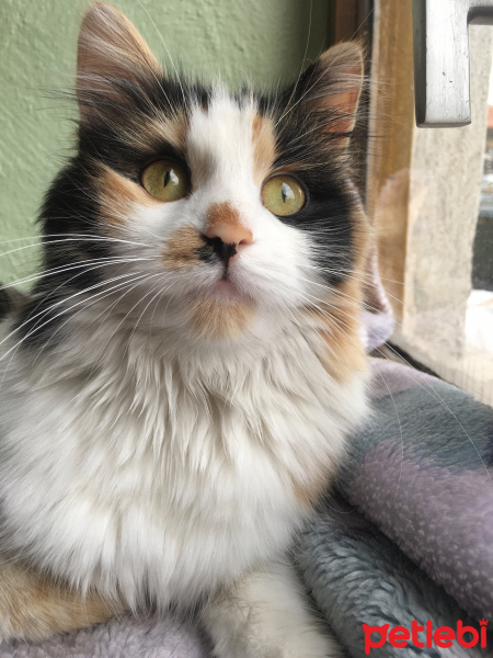 Tekir Kedi, Kedi  Limon fotoğrafı