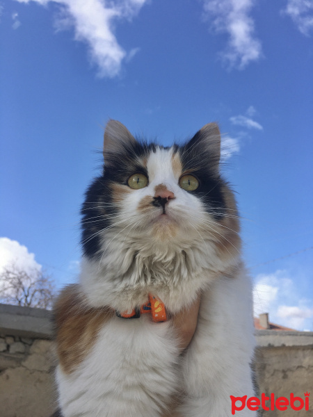 Tekir Kedi, Kedi  Limon fotoğrafı