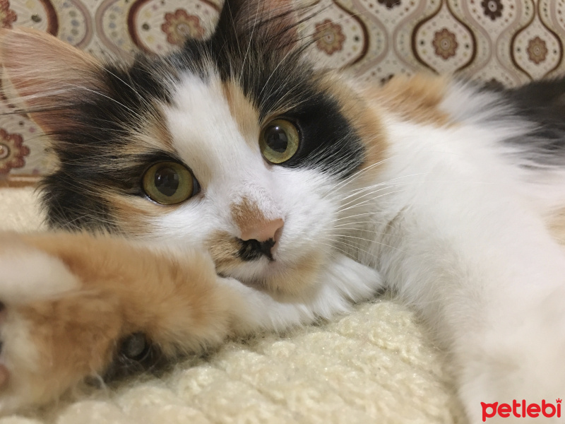 Tekir Kedi, Kedi  Limon fotoğrafı