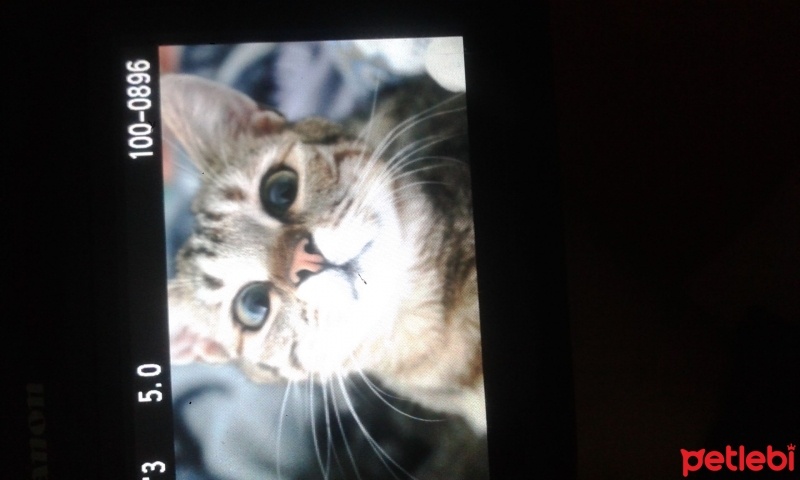 Tekir Kedi, Kedi  Kedi fotoğrafı
