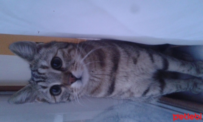 Tekir Kedi, Kedi  Kedi fotoğrafı