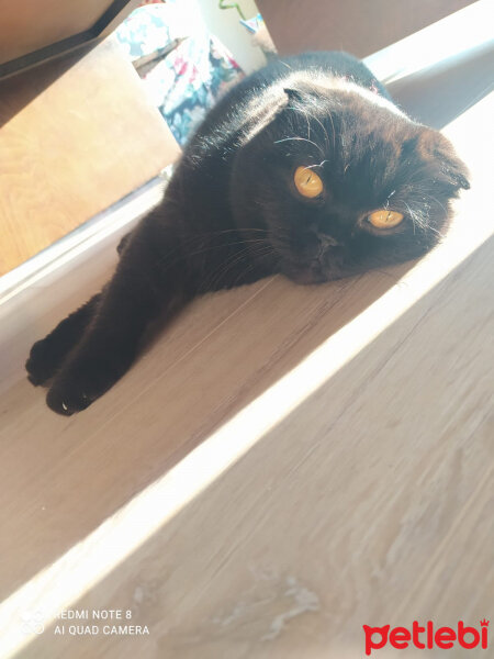 Scottish Fold, Kedi  Lilly fotoğrafı