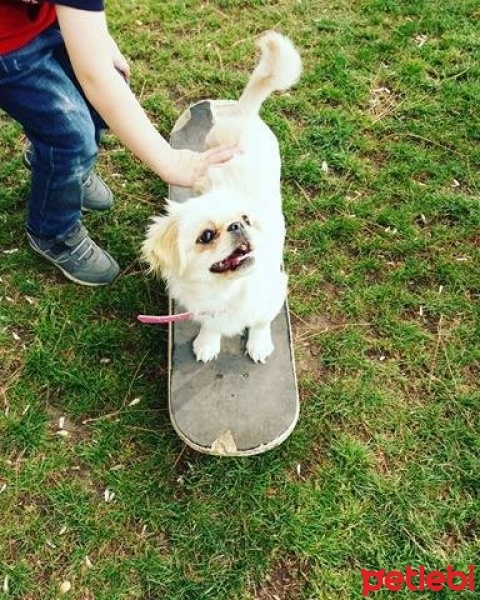 Pekingese, Köpek  Ponçik fotoğrafı