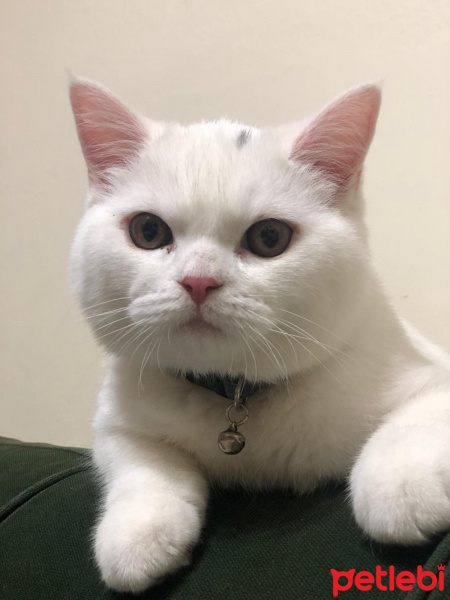 British Shorthair, Kedi  Nunik fotoğrafı